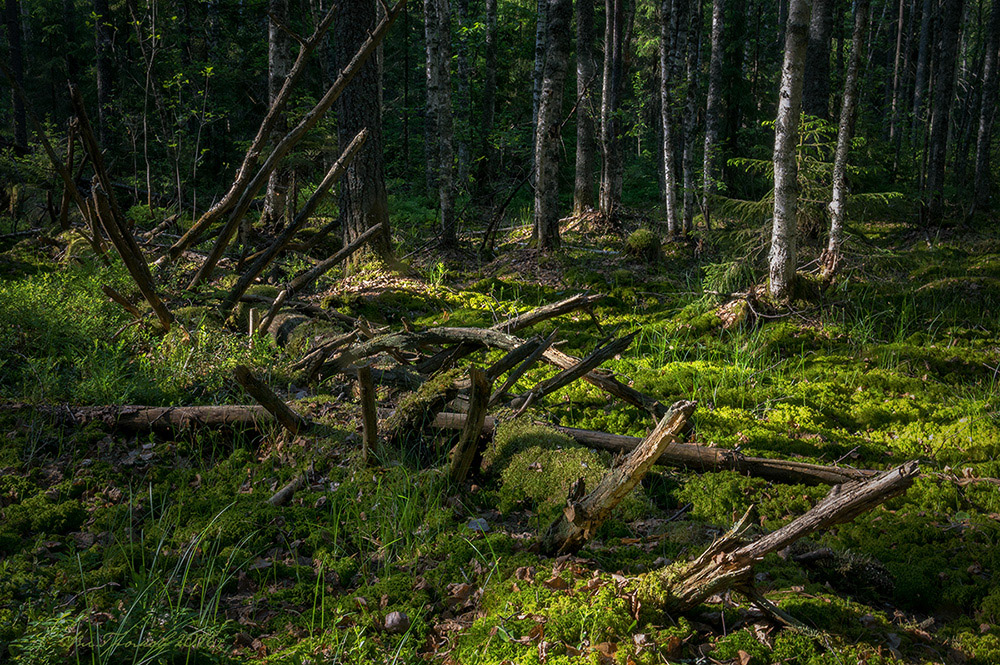 Лесной пейзаж с погибшим деревом