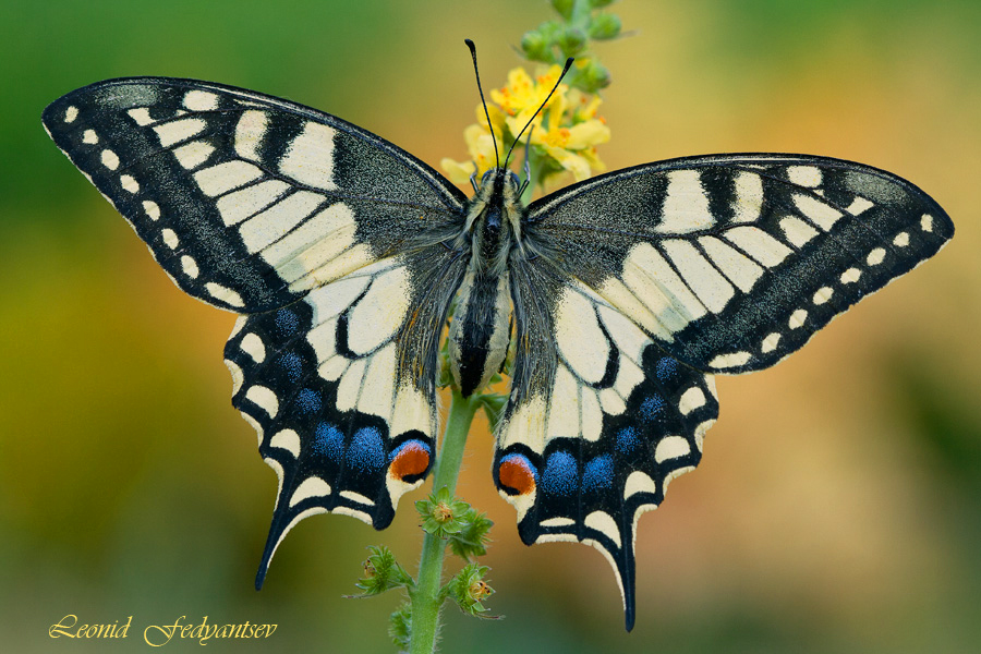 Ms.Swallowtail