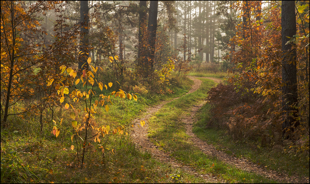 Дорога в утреннем лесу Нажмите на изображение, чтобы посмотреть его на полном экране.