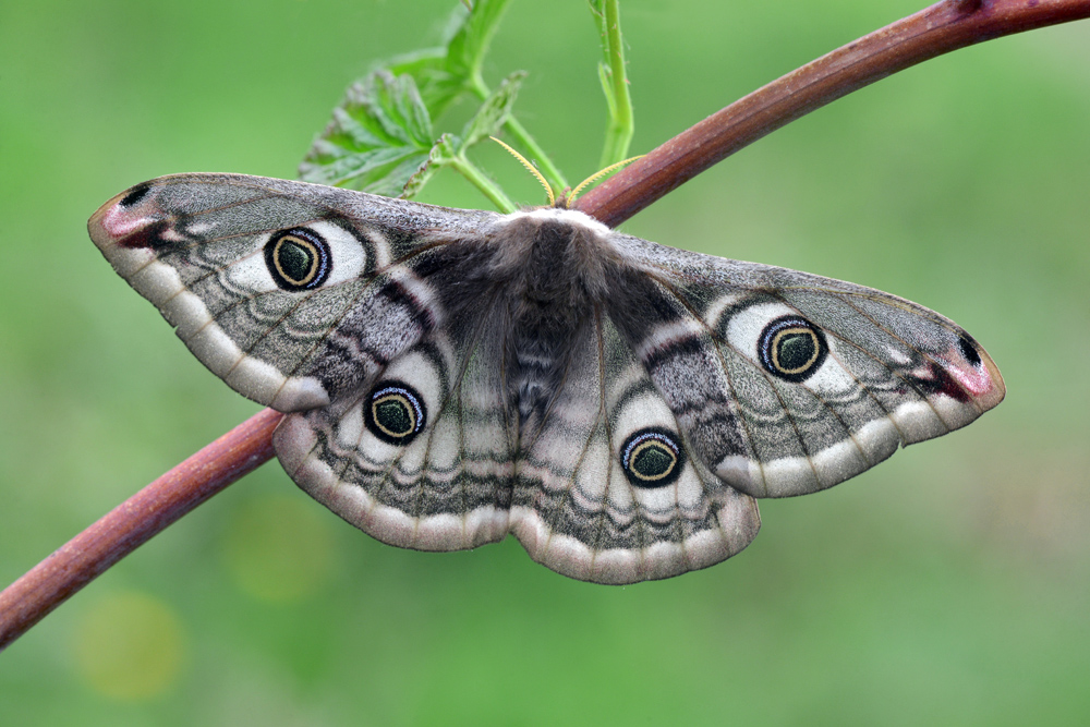 Бабочка похожая на комок серого шелка. Павлиний глаз малый ночной (Saturnia Pavonia). Бабочка Saturnia Pavonia. Павлиноглазка Бражник. Ночной павлиний глаз бабочка.