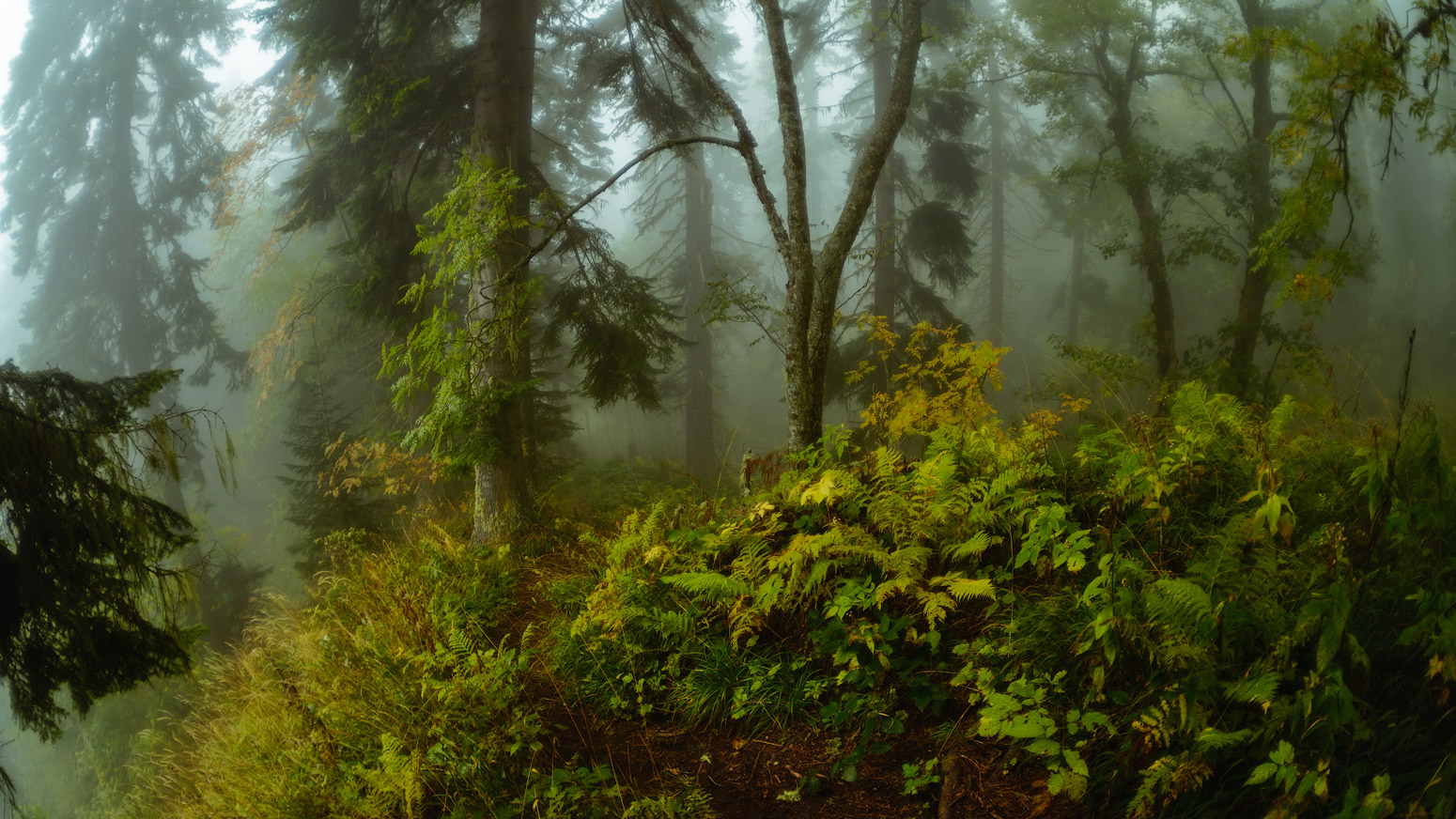 В тумане осеннего леса Нажмите на изображение, чтобы посмотреть его на полном экране.