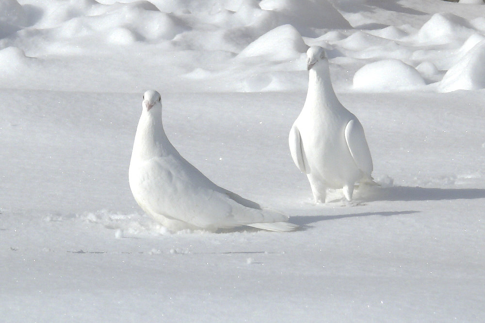 Везде все бело бело. Снежный голубь. Голуби на снегу. Белая Голубка. Белоснежные птицы.