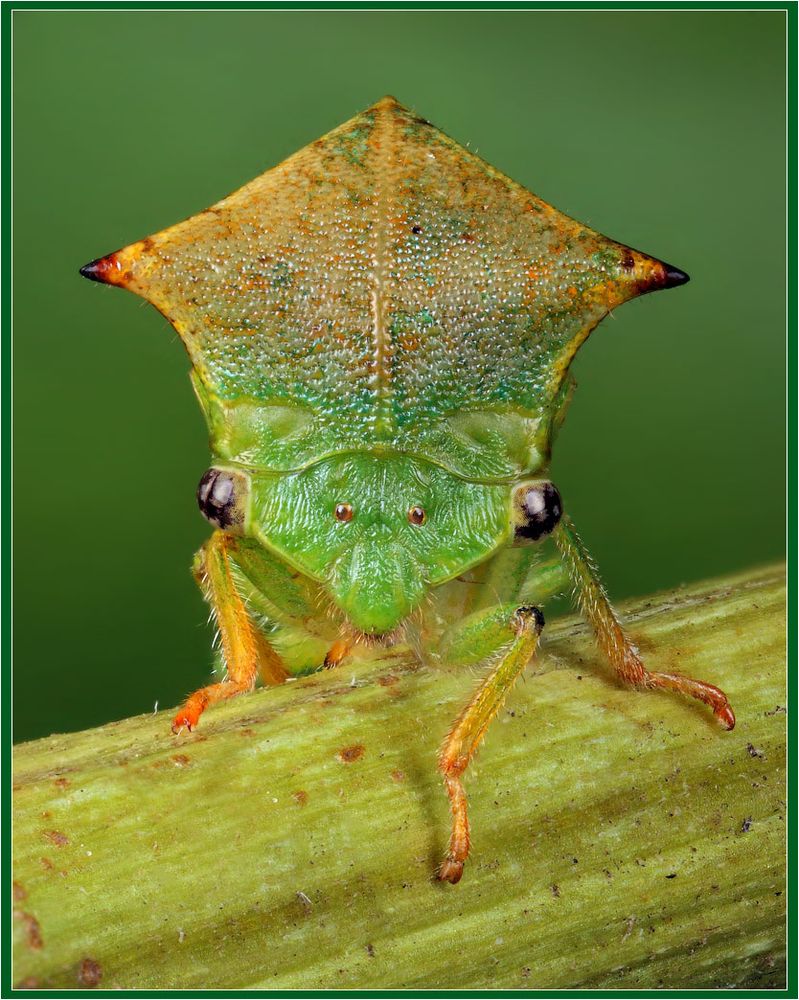 Портрет цикады Нажмите на изображение, чтобы посмотреть его на полном экране.