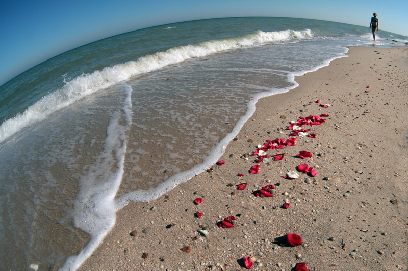 Море и Роза Нажмите на изображение, чтобы посмотреть его на полном экране.