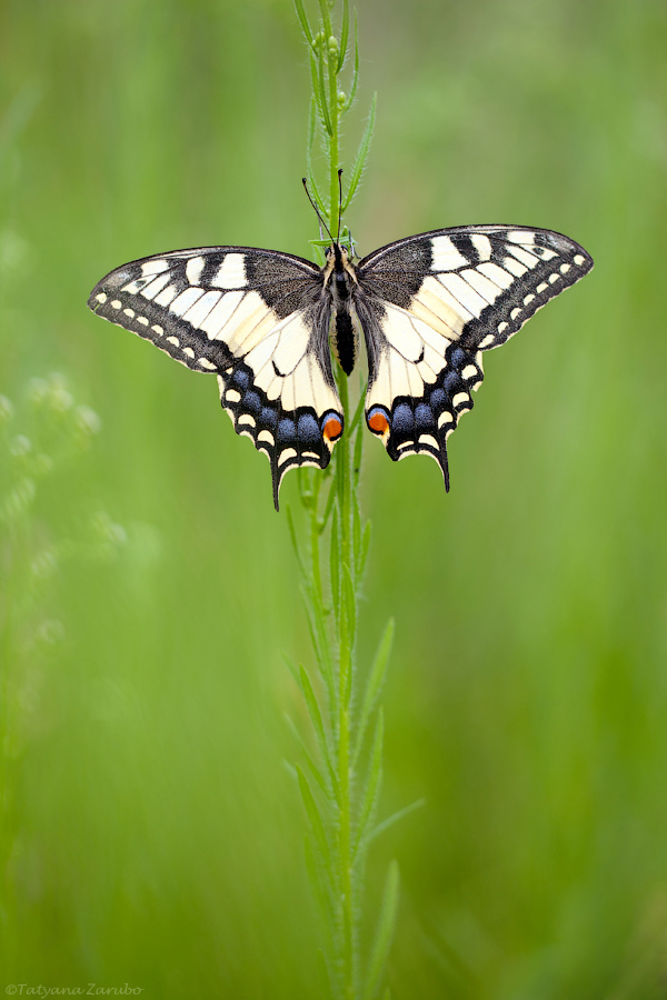 Махаон (Papilio machaon) Нажмите на изображение, чтобы посмотреть его на полном экране.
