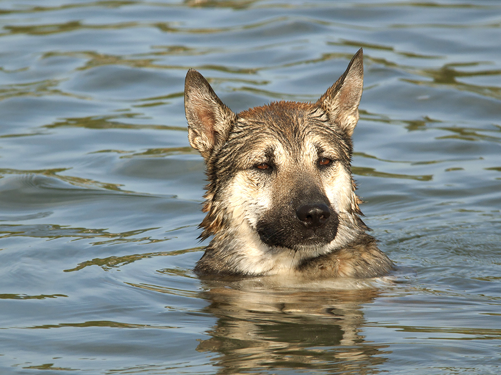Морской пес. Морская собака. Фотосессия с собакой на море. Морской песик. Морской пес Канопус.