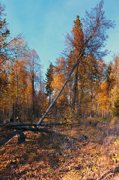 Осенний лес Нажмите на изображение, чтобы посмотреть его на полном экране.