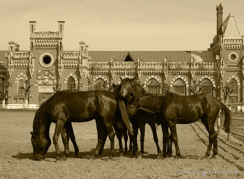 Старожиловский конный завод в Рязанской области. Когда-то, сто лет назад Нажмите на изображение, чтобы посмотреть его на полном экране.