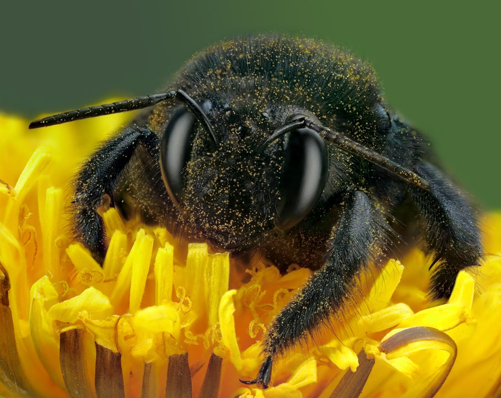 Портрет пчелы-плотника Нажмите на изображение, чтобы посмотреть его на полном экране.