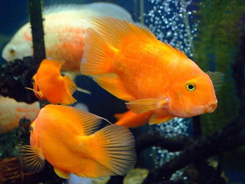 Рыбка золотого цвета. Золотая рыбка аквариумная. Разновидности золотых рыбок. Золотая рыбка фото. Виды аквариумных рыбок с золотистым окрасом.