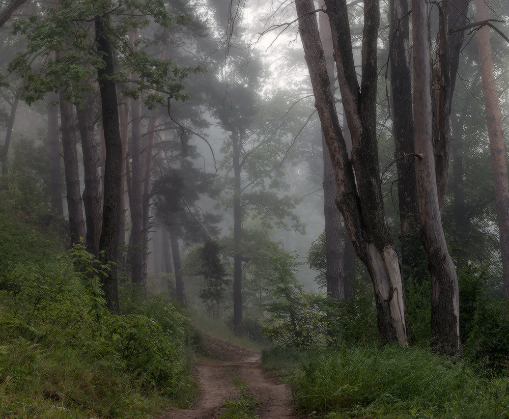 Путь через лес Нажмите на изображение, чтобы посмотреть его на полном экране.