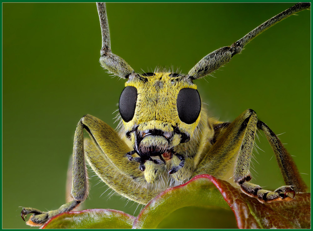 Портрет жука-усача Нажмите на изображение, чтобы посмотреть его на полном экране.