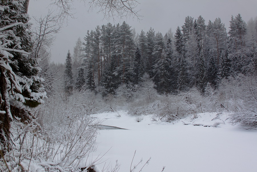 В оковах снежных лес Нажмите на изображение, чтобы посмотреть его на полном экране.