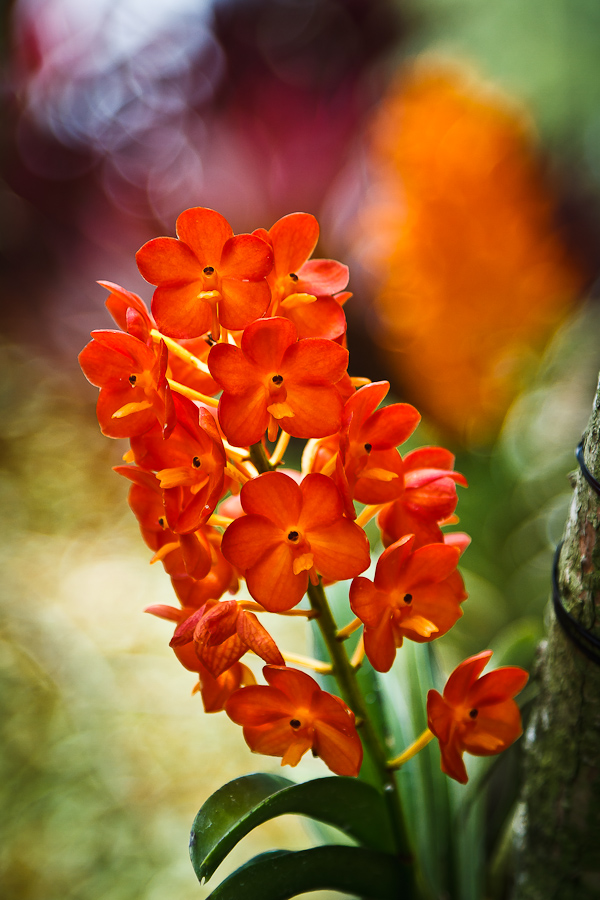 сад орхидей - 1 Нажмите на изображение, чтобы посмотреть его на полном экране.