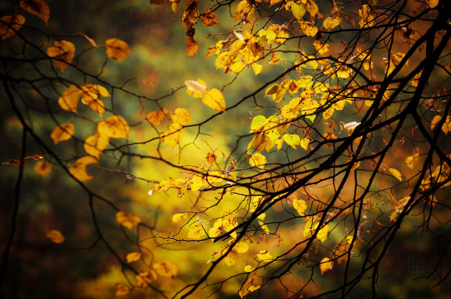 Фрагмент осени. Осенние мотивы фото. За ветреную и долгую ночь сад сбросил листву.