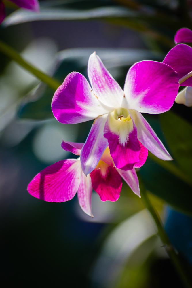 сад орхидей Нажмите на изображение, чтобы посмотреть его на полном экране.