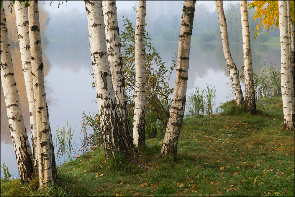 Берёз весёлый хоровод листву осеннюю роняет Нажмите на изображение, чтобы посмотреть его на полном экране.