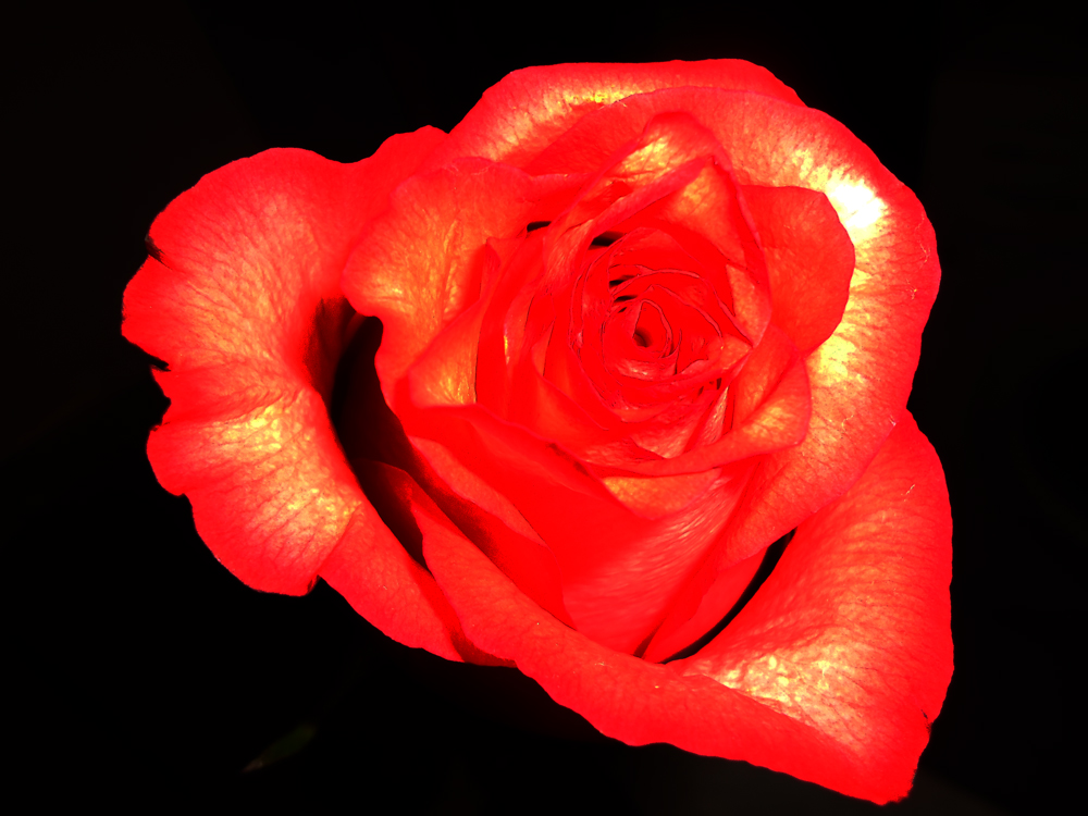 Красная роза Нажмите на изображение, чтобы посмотреть его на полном экране.