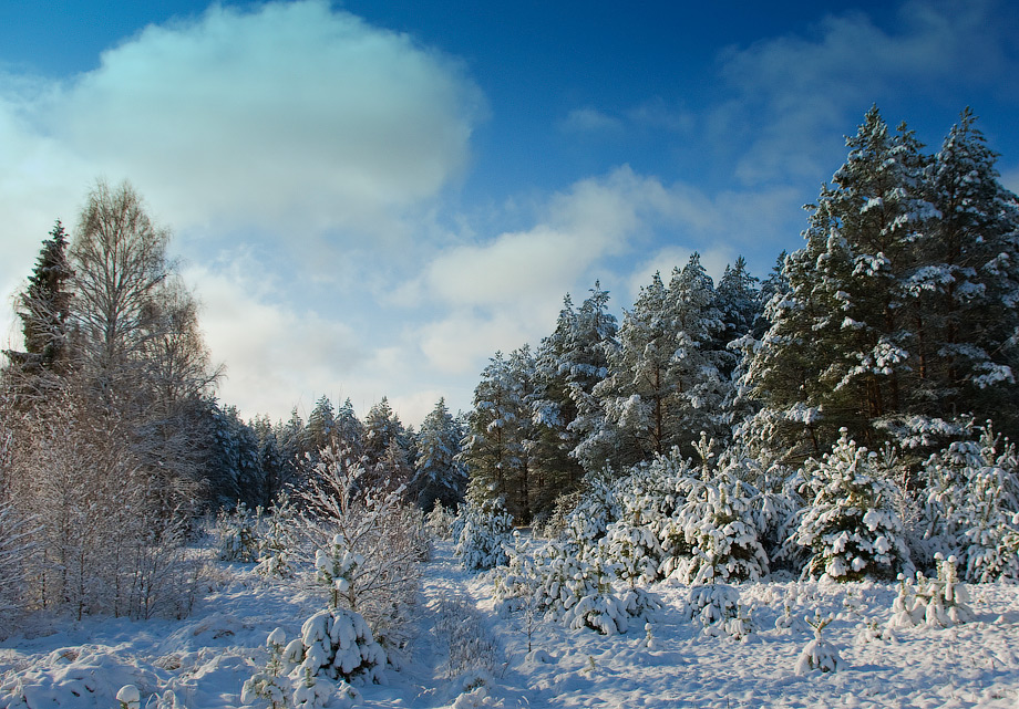 Зимний лес Нажмите на изображение, чтобы посмотреть его на полном экране.