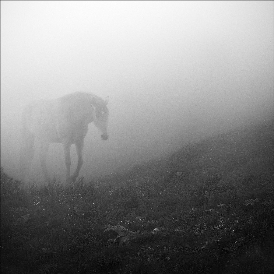 Горы, туман, лошадь... Нажмите на изображение, чтобы посмотреть его на полном экране.