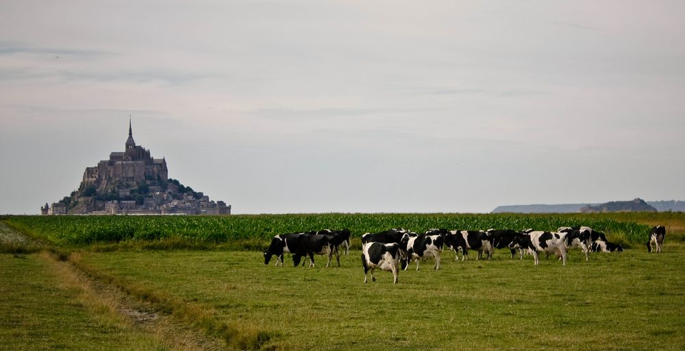 Коровы в Нормандии. Поля Нормандии. Сельское хозяйство в регион Нормандия. Нормандия Авдотьино. Нормандия тула