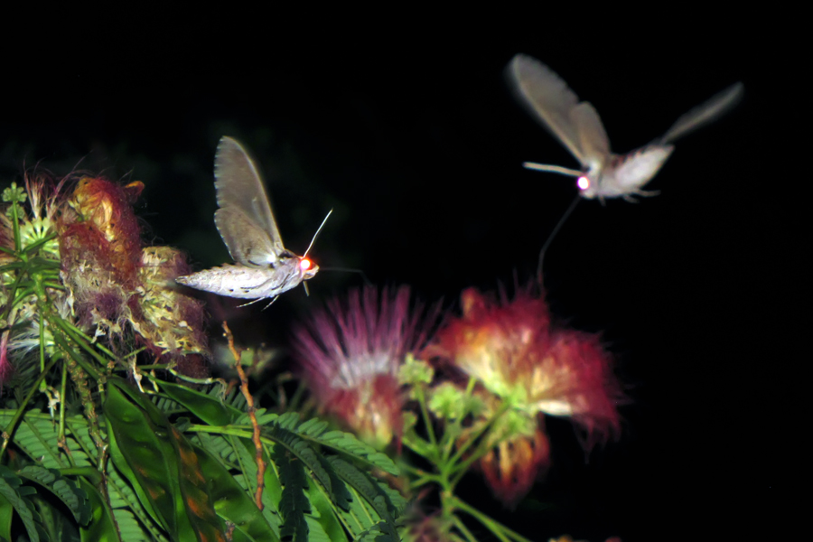 Песни бабочка ночь