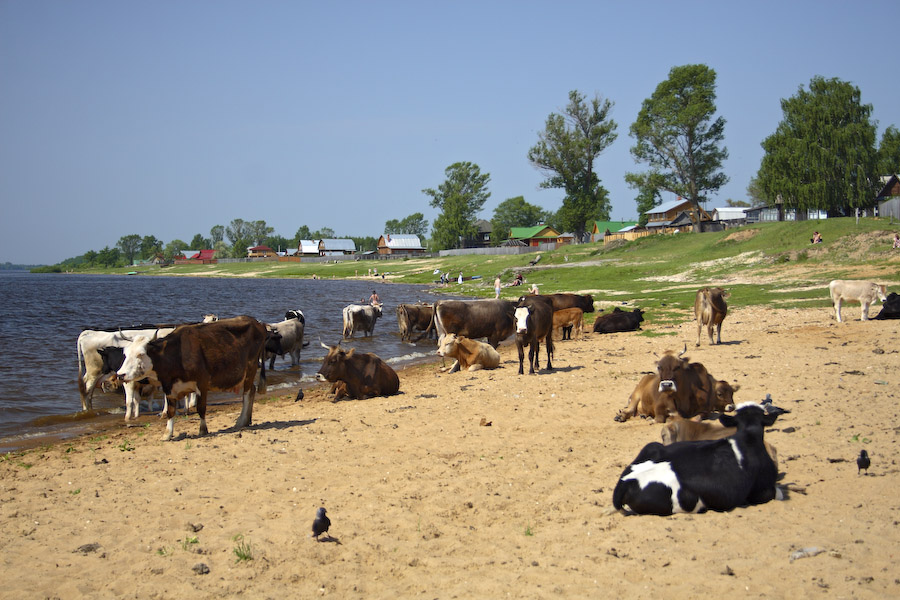 лето. пейзаж с коровами Нажмите на изображение, чтобы посмотреть его на полном экране.