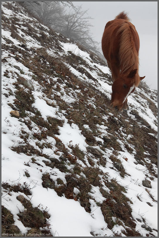 О лошадях в горах Нажмите на изображение, чтобы посмотреть его на полном экране.