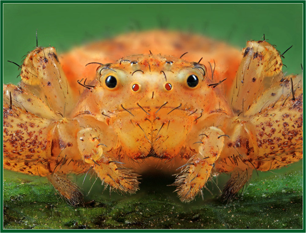 Улыбающийся паук Нажмите на изображение, чтобы посмотреть его на полном экране.