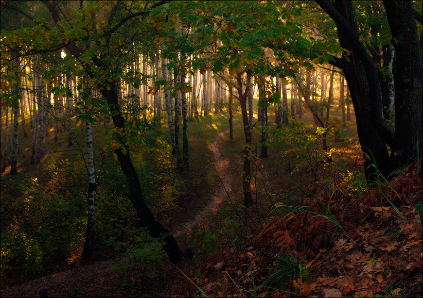 Утро в лесу Нажмите на изображение, чтобы посмотреть его на полном экране.