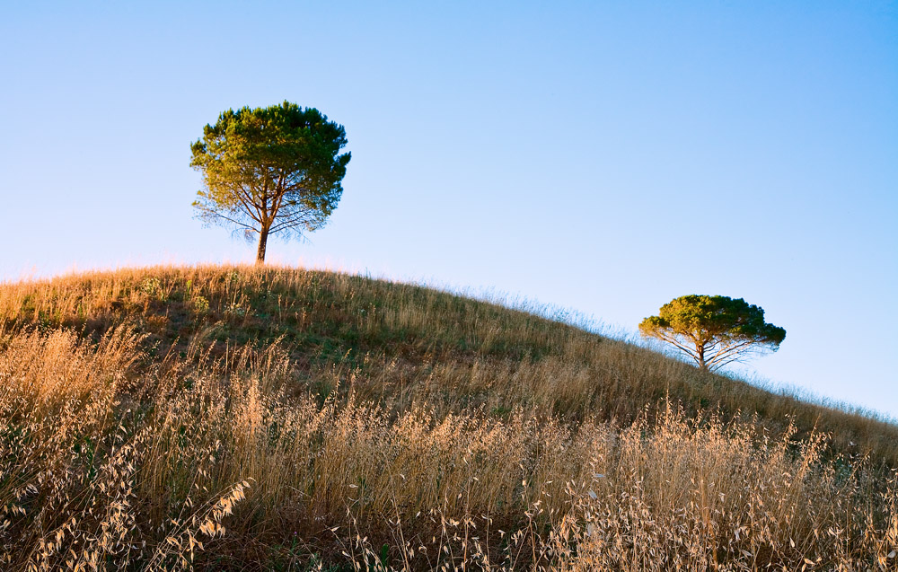Тосканские деревца Нажмите на изображение, чтобы посмотреть его на полном экране.