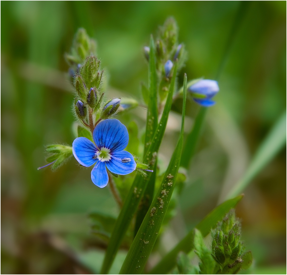 Синий цветок на лугу. Желтоголовник Луговой. Полева трава с синими цветочками. Цветы голубенькие луговые. Маленькие синие цветочки полевые.