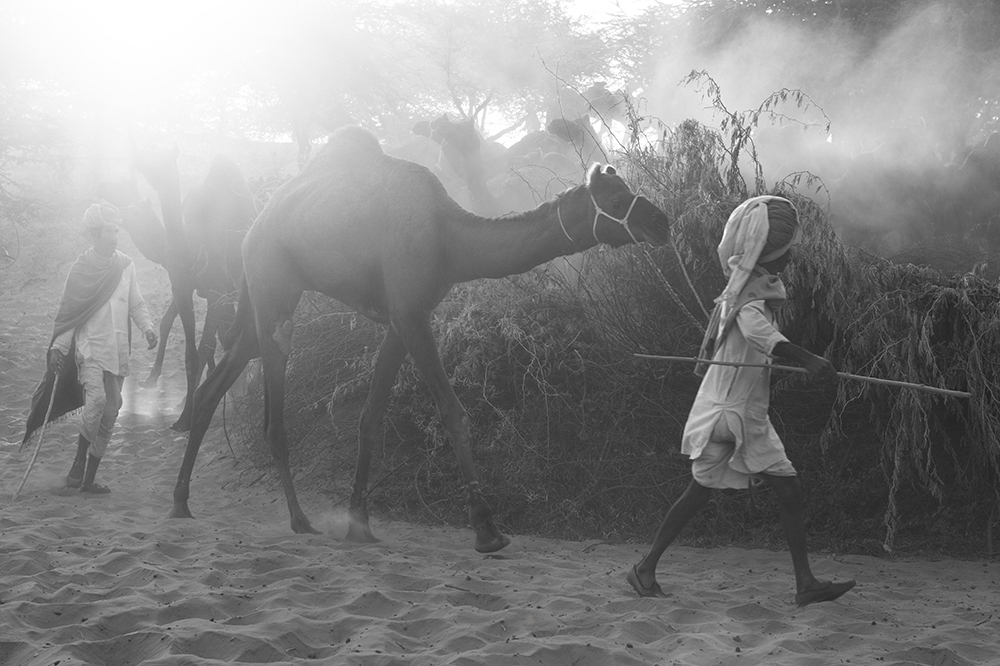 Camel fair Нажмите на изображение, чтобы посмотреть его на полном экране.
