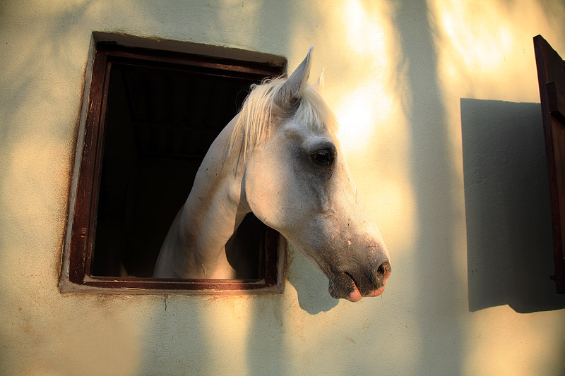 конь мой конь Нажмите на изображение, чтобы посмотреть его на полном экране.