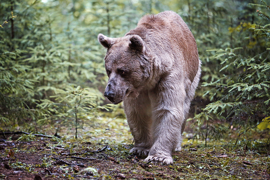 Бурый медведь животное распространенное на территории. Ильменский заповедник бурый медведь. Бурый медведь Таганай. Бурый медведь в Приморском крае. Медведь Хвалынский национальный парк.