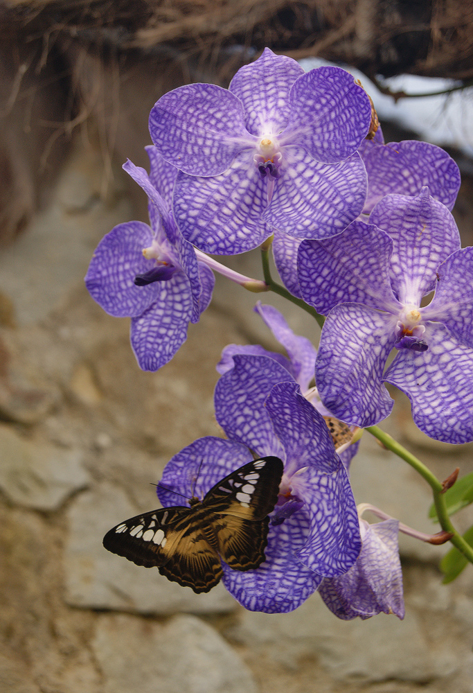 Орхидея Нажмите на изображение, чтобы посмотреть его на полном экране.